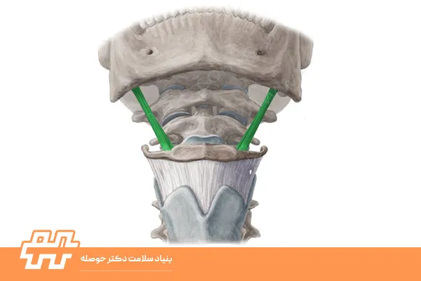 استیلوهایوئید