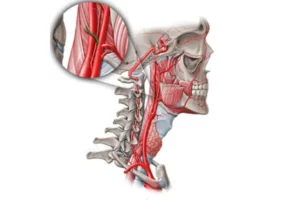عضله استیلوهایوئید