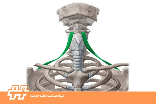 معرفی عضله اوموهایوئید