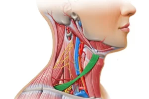 معرفی عضله اوموهایوئید