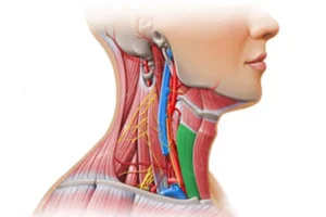 معرفی عضله استرنو-تایروئید