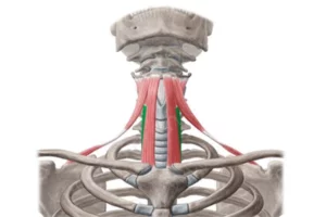 معرفی عضله استرنو-تایروئید