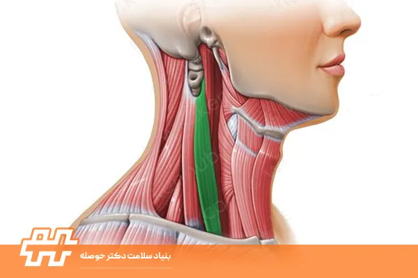 اسکالن میانی