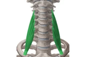 اسکالن میانی