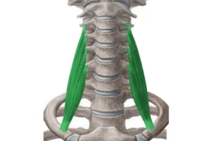 عضله اسکالن خلفی