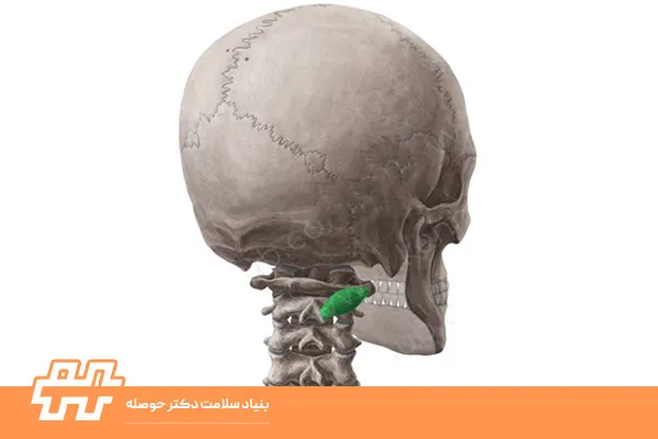 عضله ابلیکوس کپیتوس اینفریور