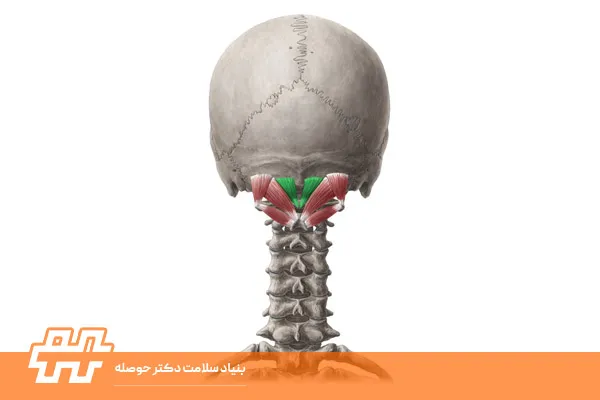 عضله رکتوس کپیتوس پوستر مینور