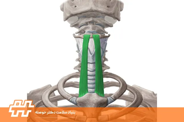 معرفی عضله اِسترنوهویوئید Sternohyoid