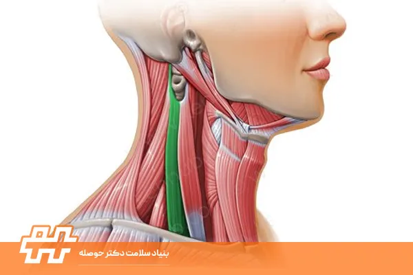 معرفی عضله اسکالن قدامی