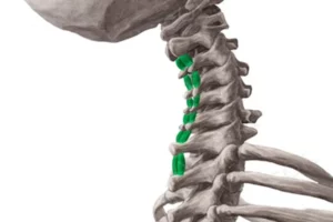 معرفی عضله اینتر‌اسپاینالیس
