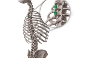معرفی عضله اینتر‌اسپاینالیس