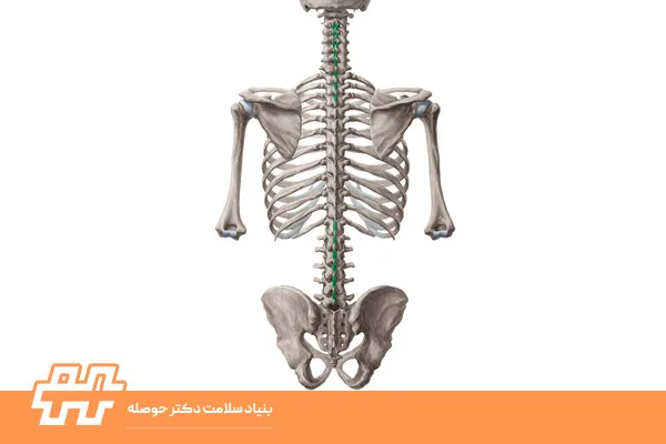 معرفی عضله اینتر‌اسپاینالیس
