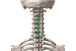 معرفی عضله اینتر‌اسپاینالیس