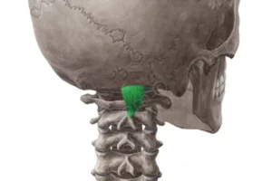 عضله رکتوس کپیتوس پوستر ماژور