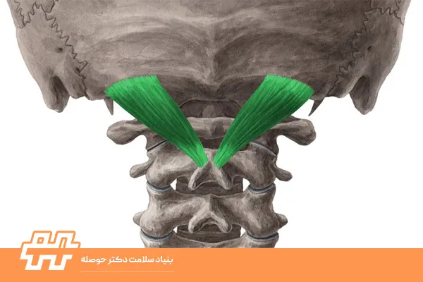 عضله رکتوس کپیتوس پوستر ماژور