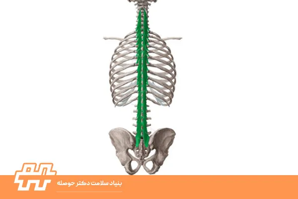 عضله مولتیفیدوس گردنی