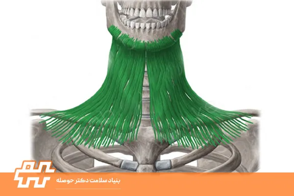 عضله پلاتیسما