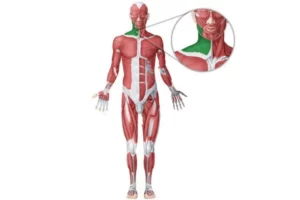 عضله پلاتیسما