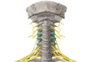 عضله اسکالن میانی