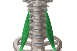 عضله اسکالن میانی