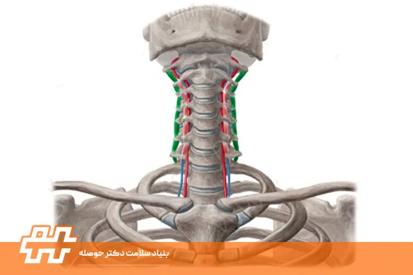 پُستِریور اینترترانسوِرساری کولی