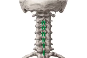 معرفی اینتر‌اسپاینالیس (Interspinales)
