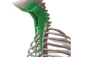 ترنسورسواسپاینالیس