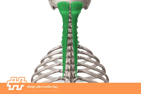 معرفی گروه عضلات ترنسورسواسپاینالیس (Semispinalis Capitis)