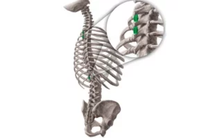 معرفی اینتر‌اسپاینالیس (Interspinales)