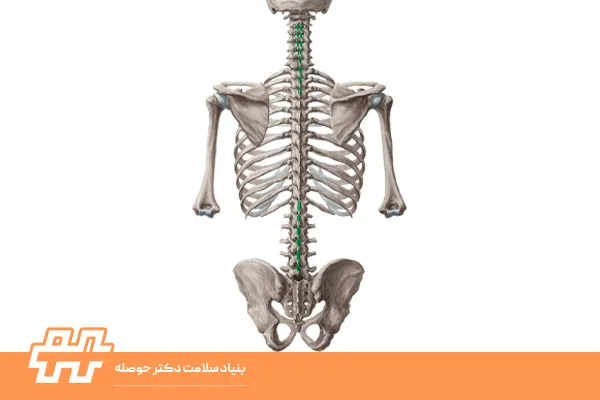 معرفی اینتر‌اسپاینالیس (Interspinales)