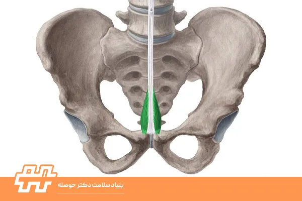 معرفی عضله پیریمالیس