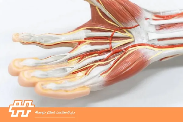 تاندون‌های اکستانسور