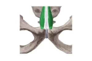 معرفی عضله پیریمالیس